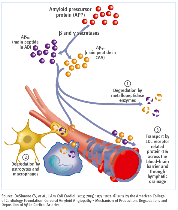 Amyloid beta deposition and clearance - figure 1