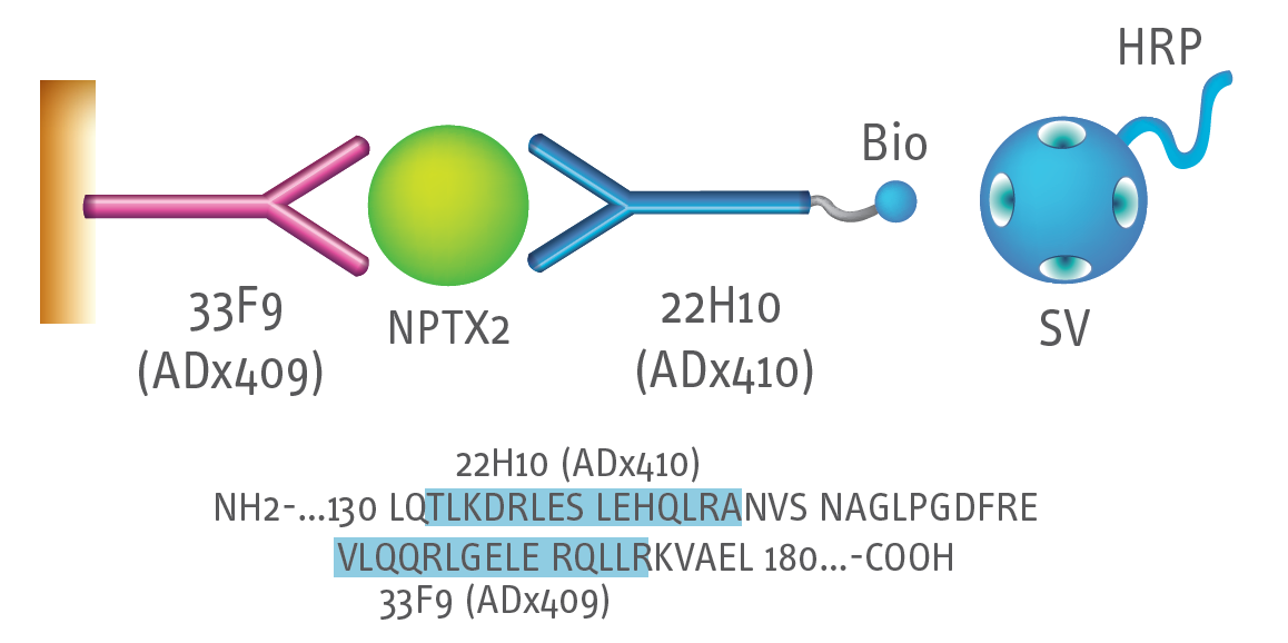 Test principle INNOTEST NPTX2