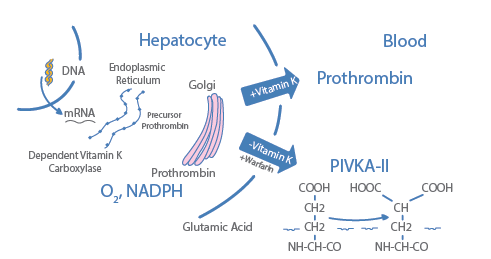 PIVKA-II scheme