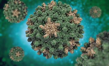 Hepatitis B Virus Hbv Fujirebio